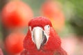 Red macaw bird Royalty Free Stock Photo