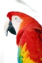 Red Macaw Bird Royalty Free Stock Photo