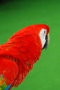 Red macaw bird portrait Royalty Free Stock Photo