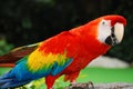 Red macaw bird portrait