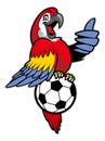 Red macaw bird stand over the soccer ball