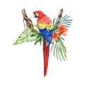 Red macaw bird on the twisted vine creeper with tropical leaves and flowers decor. Watercolor parrot illustration