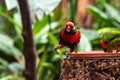 Red macaw in birdcage parrot green feather balance leg food eat fruit nature Royalty Free Stock Photo