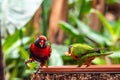 Red macaw in birdcage parrot green feather balance leg food eat fruit nature Royalty Free Stock Photo