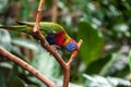 Red macaw in birdcage parrot green feather balance leg food eat fruit nature Royalty Free Stock Photo