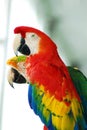 Red macaw birds couple