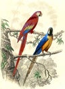 The red macaw, The blue macaw, vintage engraving Royalty Free Stock Photo