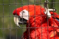 Red Macaw at the Dakota Zoo Royalty Free Stock Photo