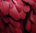 Red Macaw Feathers Royalty Free Stock Photo