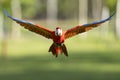 Red macaw flying towards camera with wings spread wide Royalty Free Stock Photo