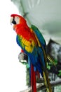 Red macaw isolated