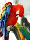 Red macaw Isolated Royalty Free Stock Photo
