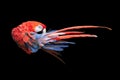 Red macaw Royalty Free Stock Photo