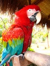 Red macaw parrot