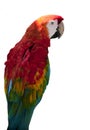 Red Macaw Parrot Royalty Free Stock Photo