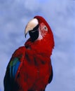 Red Macaw Parrot on blue background Royalty Free Stock Photo