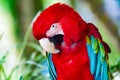 Red macaw parrot with bright colorful feathers blue and green portrait Royalty Free Stock Photo