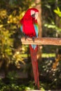 Red macaw parrot. Colorful cockatoo parrot sitting on wooden stick. Tropical bird park. Nature and environment concept. Vertical