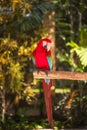 Red macaw parrot. Colorful cockatoo parrot sitting on wooden stick. Tropical bird park. Nature and environment concept. Vertical Royalty Free Stock Photo