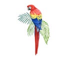 Red macaw parrot with green palm leaves. Hand dawn watercolor illustration. Realistic beautiful scarlet macaw South