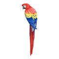 Red macaw parrot hand dawn watercolor illustration. Realistic beautiful scarlet macaw South America native avian