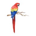 Red macaw parrot perched on a tree branch. Hand dawn watercolor illustration. Realistic beautiful scarlet macaw South Royalty Free Stock Photo