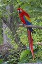 Red Macaw, Parrot posing on a branch Royalty Free Stock Photo