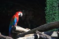 Red macaw parrot Royalty Free Stock Photo