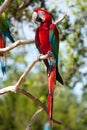 Red Macaw perched on a tree Royalty Free Stock Photo