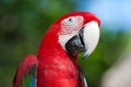 Red Macaw perched on a tree Royalty Free Stock Photo