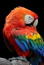 Red Macaw perched on a tree Royalty Free Stock Photo