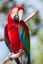 Red Macaw perched on a tree Royalty Free Stock Photo