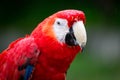 Red Macaw