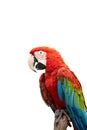 Red macaw standing on branches clipping path isolate with white background Royalty Free Stock Photo