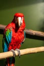 Red macaw wildlife bird portrait, Arini,  on green Royalty Free Stock Photo