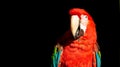 Red macaw wildlife bird portrait, Arini, isolated on black Royalty Free Stock Photo