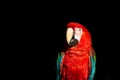 Red macaw wildlife bird portrait, Arini, isolated on black Royalty Free Stock Photo