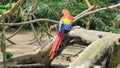 Red macaw in zoo, JoÃÂ£o Pessoa, ParaÃÂ­ba, Brazi Royalty Free Stock Photo