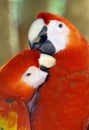 Red Macaws