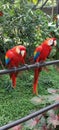 Red macaws from Amazon rainforest Brazil Royalty Free Stock Photo