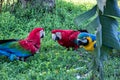 Red macaws and blue and yellow macaw eating fruit on the ground Royalty Free Stock Photo