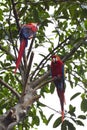 Red Macaws on branch Royalty Free Stock Photo