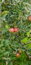 Red apple tree in Ohio Royalty Free Stock Photo