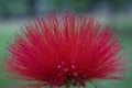 Red Macro Mimosa Blooms plant Mimosoideae.