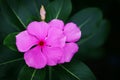 Red madagascar periwinkle flower image for mobile phone screen, display, wallpaper, screensaver, lock screen and background Royalty Free Stock Photo