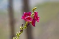 Red and magenta flower in June