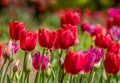 Red and magenta tulips closeup Royalty Free Stock Photo