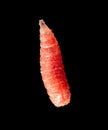 Red maggot isolated on black background. Macro Royalty Free Stock Photo