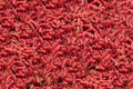 Red maggot. large pile of worms