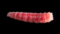 Red maggot worm isolated on black background. Royalty Free Stock Photo